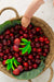 Oli & Carol Mery the Cherry Teether