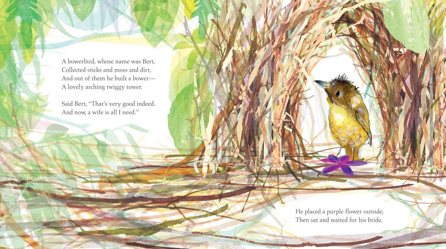 Bert, the Bowerbird | The small bird with a big heart