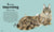 Catphabet : A Cat Alphabet